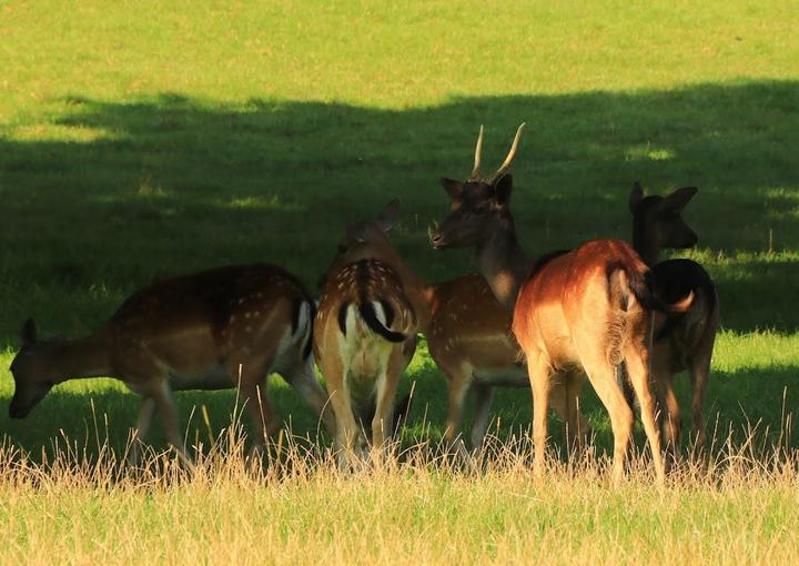 Wild- Und Freizeitpark